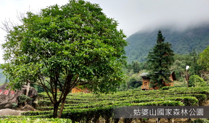 姑婆山國家森林公園